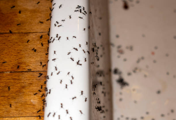 Best Rat Extermination Near Me  in Melbourne, FL