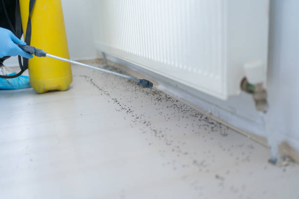 Best Ant Control Services  in Melbourne, FL